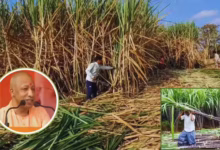 Photo of गन्ने की मिठास से साधी सियासत, योगी सरकार का फैसला बना आर्थिक और चुनावी दांव