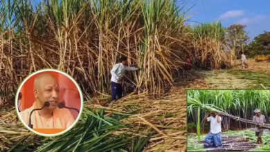 Photo of गन्ने की मिठास से साधी सियासत, योगी सरकार का फैसला बना आर्थिक और चुनावी दांव