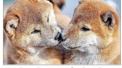 Photo of सेलिब्रिटी अपने प्यारे कुत्ते-बिल्ली को फिर देखना चाह रहे जिंदा मरने के बाद क्लोन से बन रहे पेट्स