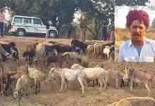 Photo of ग्रेटर नोएडा की फैक्ट्री के पानी ने ले ली 25 भेड़ों की जान, मौत के बाद लगा कंपनी पर ताला